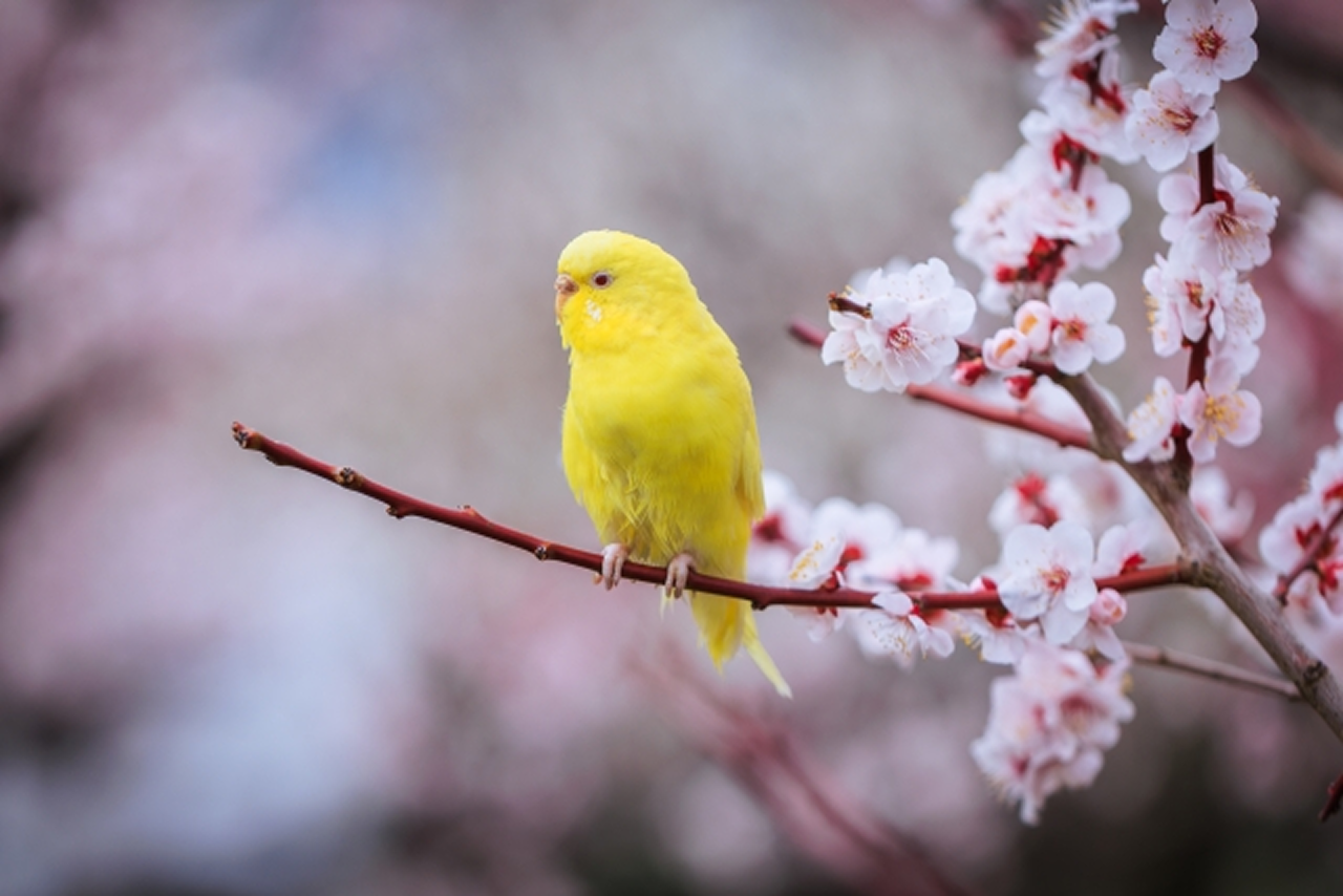 レモン