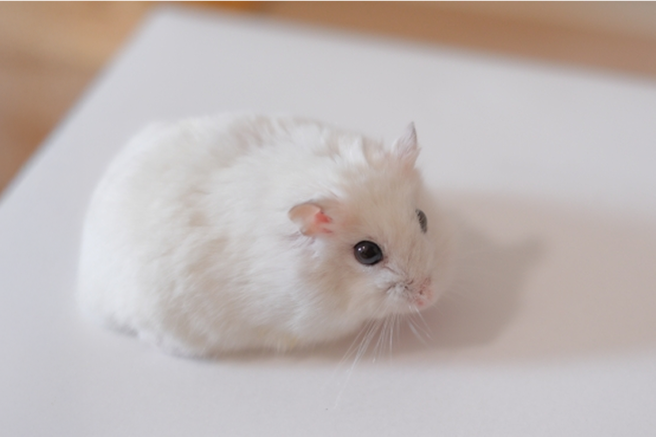 おもち