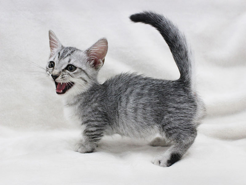 マンチカンの特徴と性格