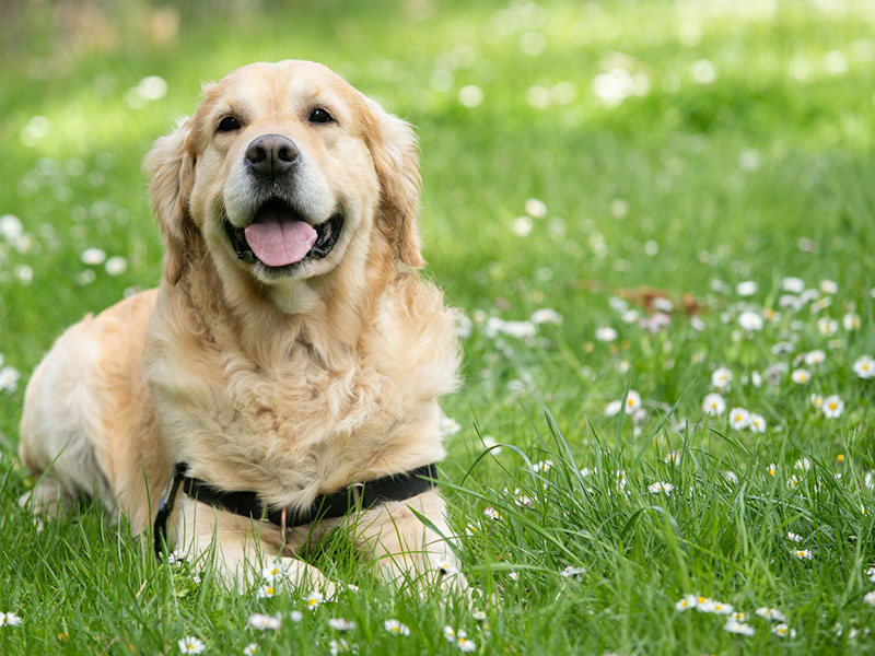 【犬種図鑑】ゴールデン・レトリーバーの性格や特徴、飼い方について知ろう