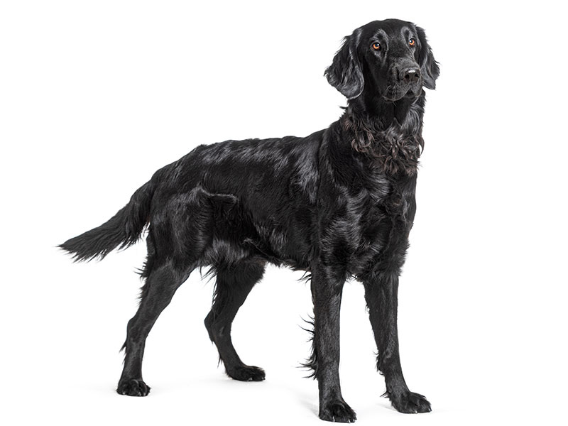 黒のフラットコーテッド・レトリバー