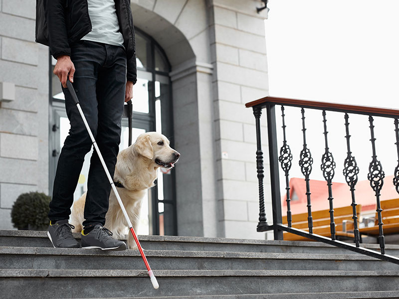 盲導犬や介助犬などでも活躍
