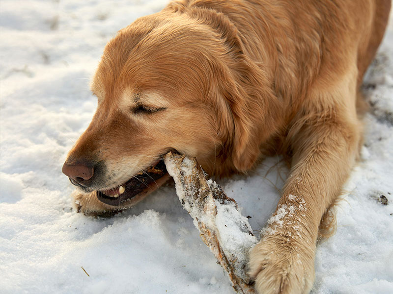 ゴールデン・レトリーバーの日ごろのお世話とケア