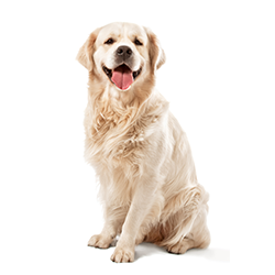 ゴールデン・レトリーバー2歳 保険金給付事例