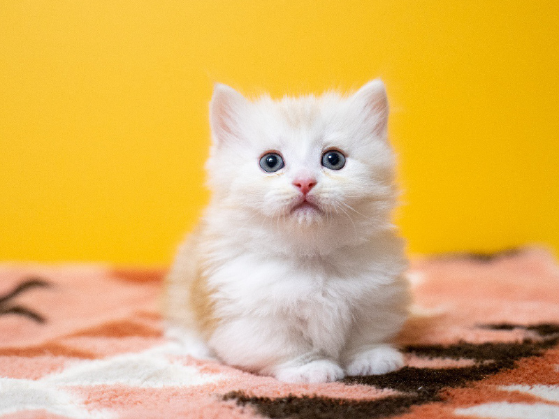 【獣医師監修】犬と猫のSFTS（重症熱性血小板減少症）とはどんな病気？～原因と症状、治療法について知ろう～