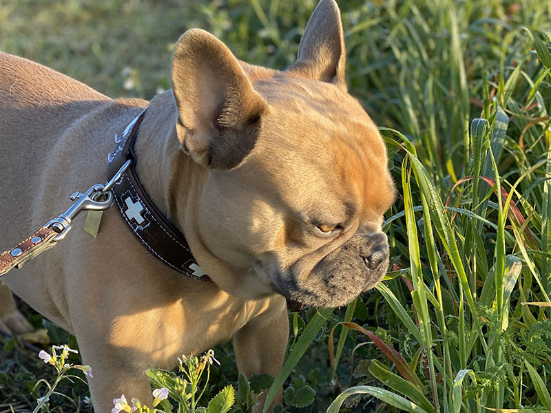 草むらに入らないようにしよう