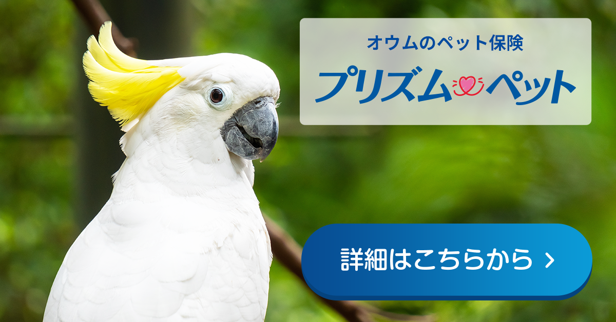オウムにおすすめのペット保険のご紹介