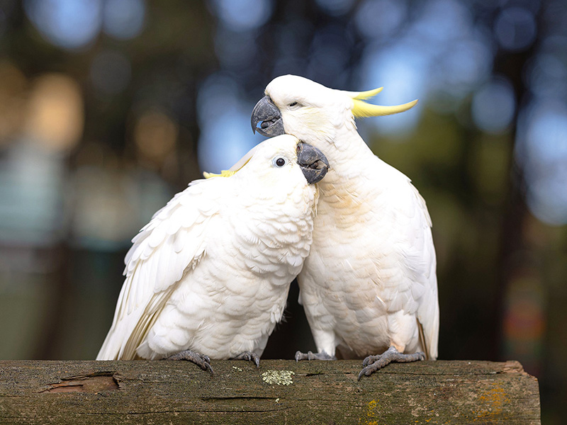 オウムとは?特徴・種類・飼い方のポイントまでわかりやすく解説