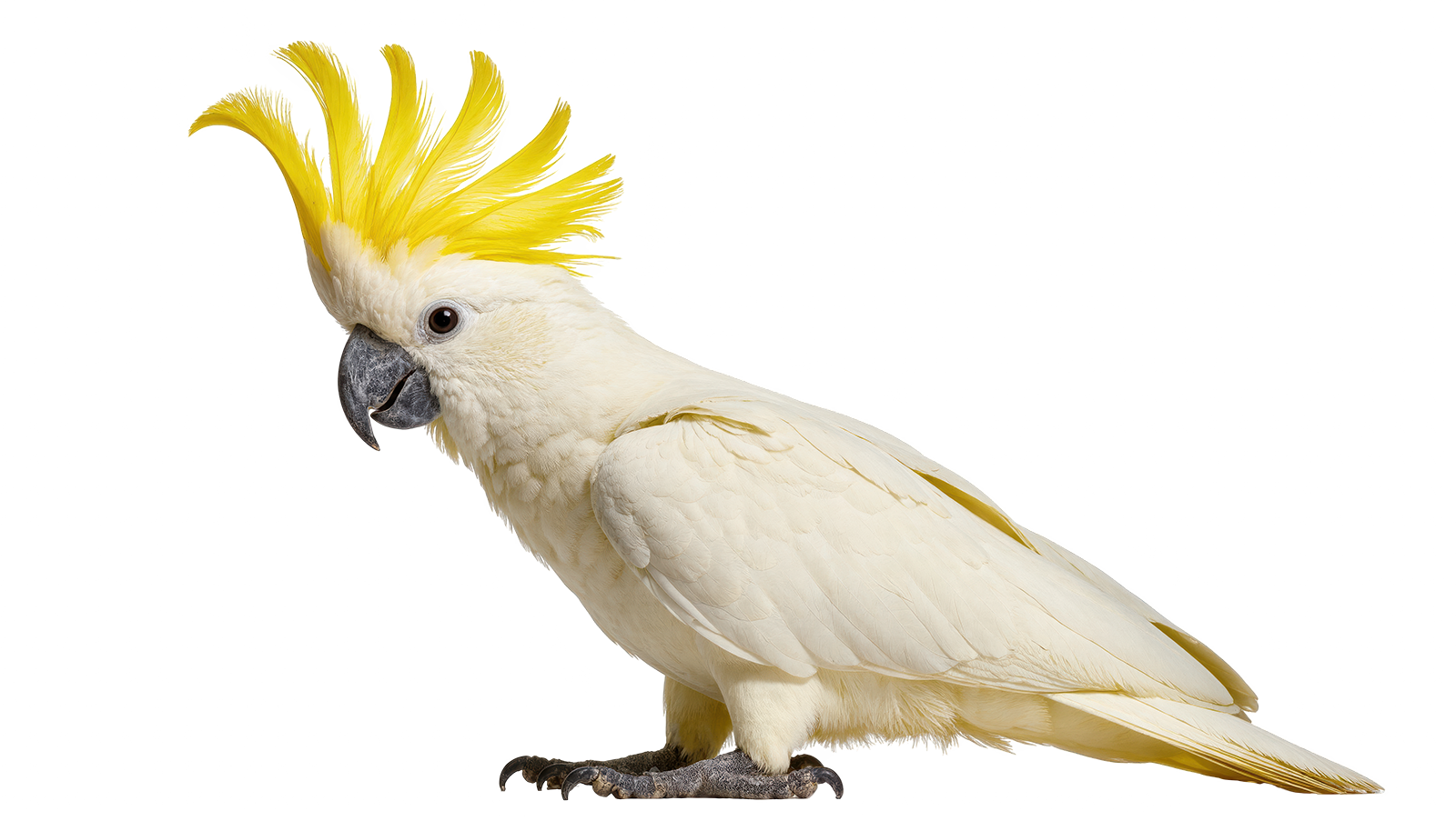 オウムとインコの違い