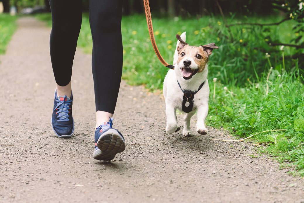 【獣医師監修】犬の散歩で期待できる7つの効果｜運動以外のメリットも解説