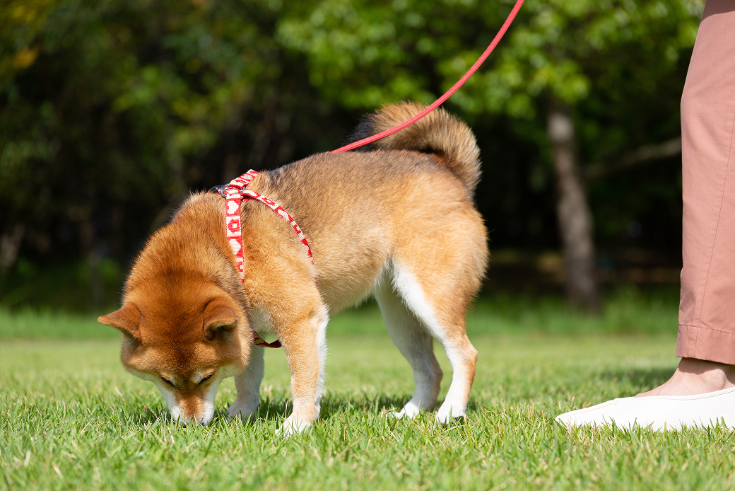 そもそも犬にとって散歩とは？