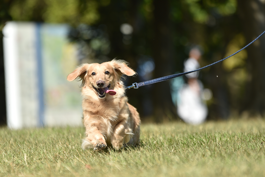 犬の散歩で期待できる7つの効果