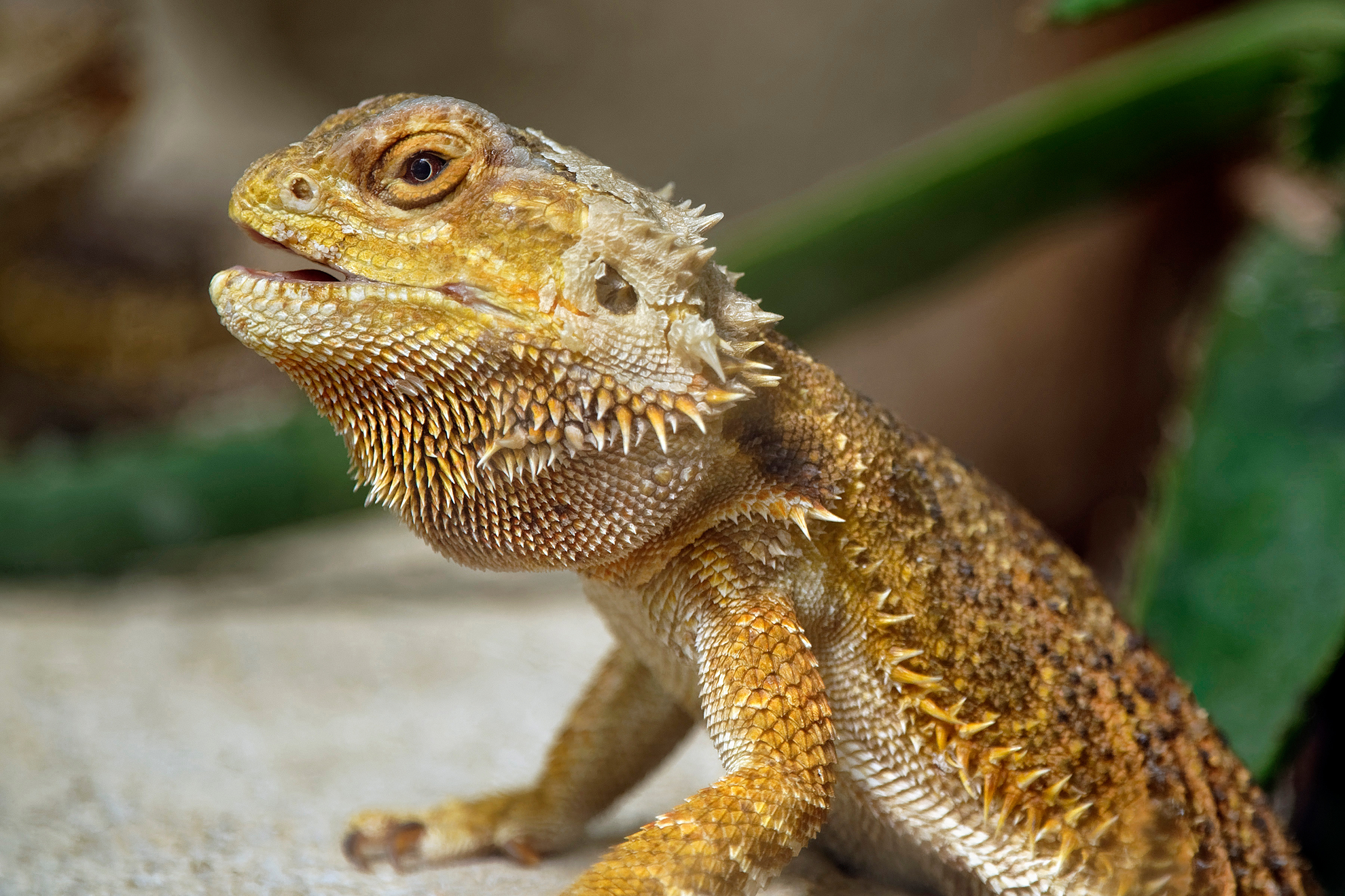 【爬虫類図鑑】フトアゴヒゲトカゲの特徴や飼い方について知ろう
