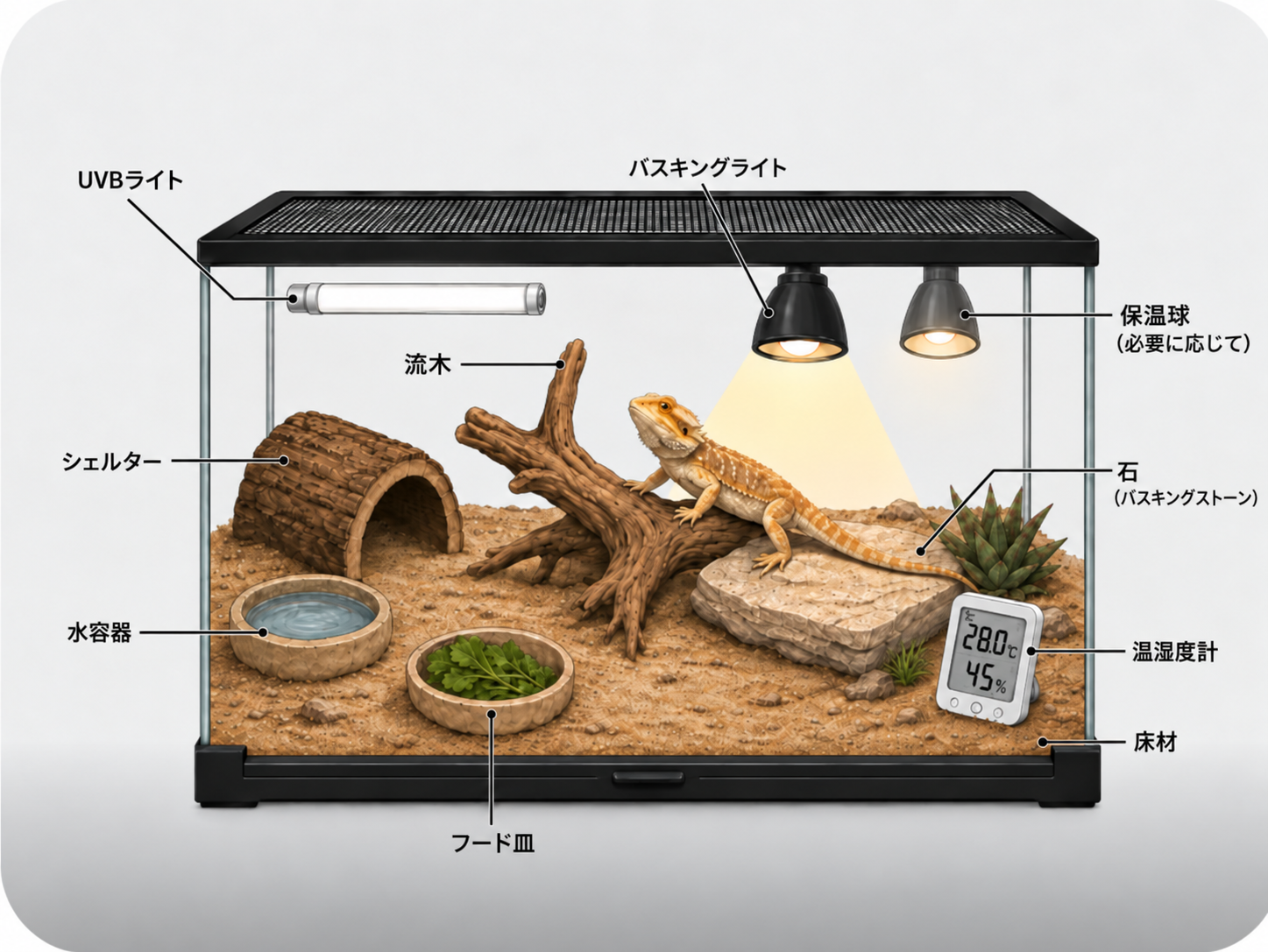 フトアゴヒゲトカゲのケージレイアウト例