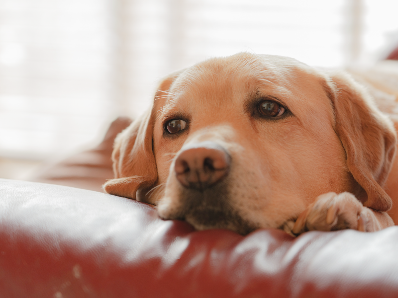 【獣医師監修】犬の認知症とは？予防のためにできることや症状・治療を解説