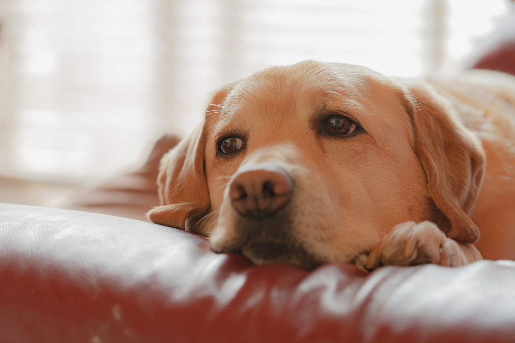 【獣医師監修】犬の認知症とは？予防のためにできることや症状・治療を解説