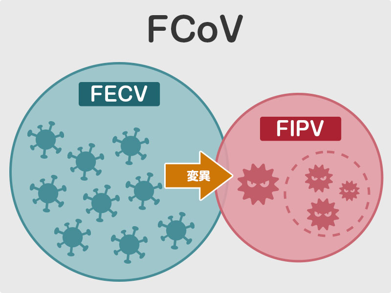 猫伝染性腹膜炎（FIP）の原因