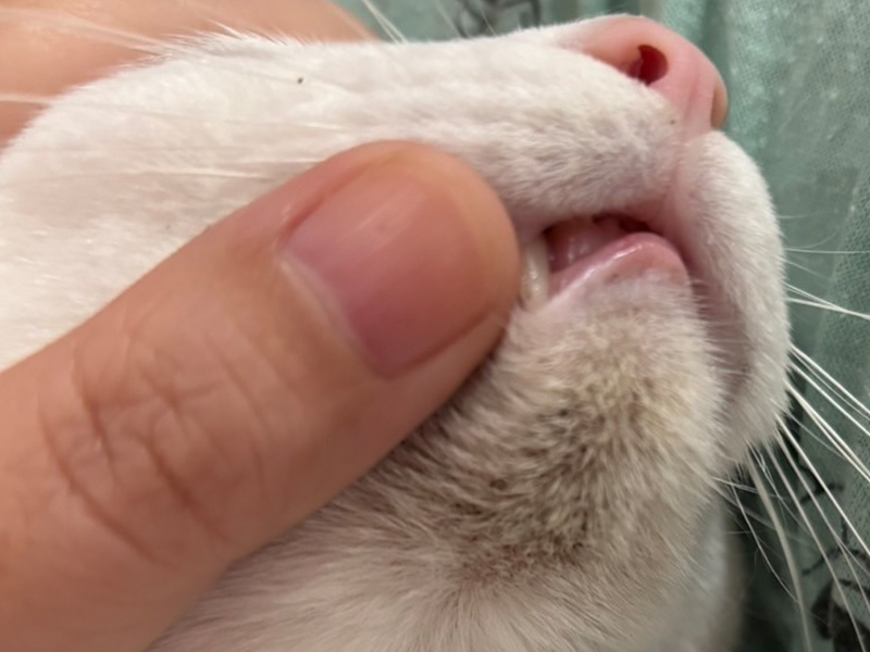 猫ニキビができる場所