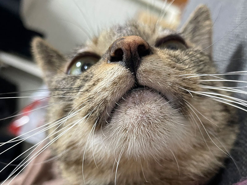 猫ニキビはどうやったら防げる？～猫ニキビの予防方法～