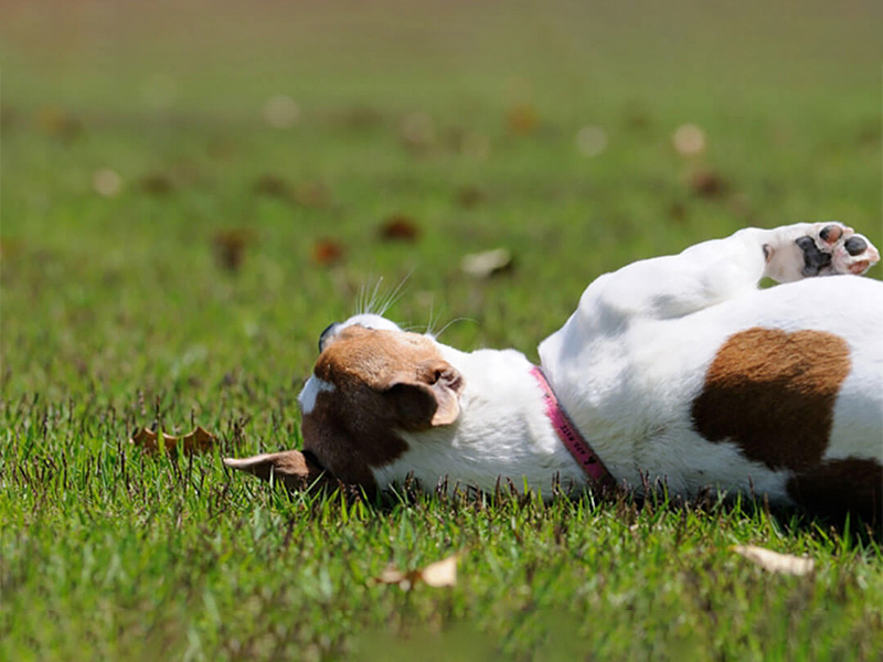 愛犬の足に異常が見られたら