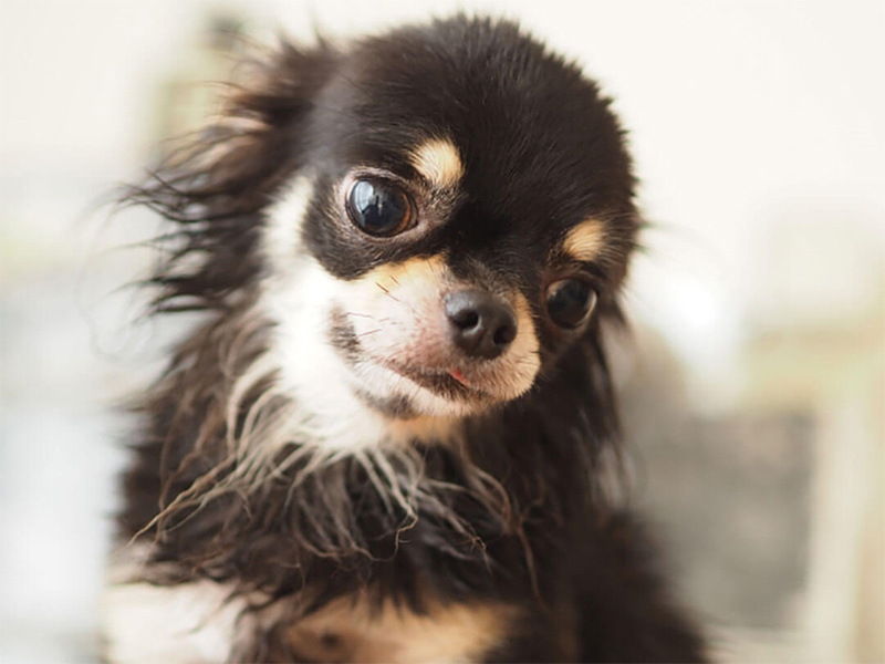 犬の足の異常から考えられる病気