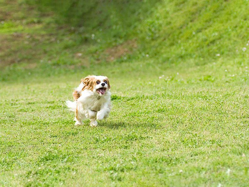 獣医師に伝えよう！～犬の足に異常が見られた際の観察ポイント～