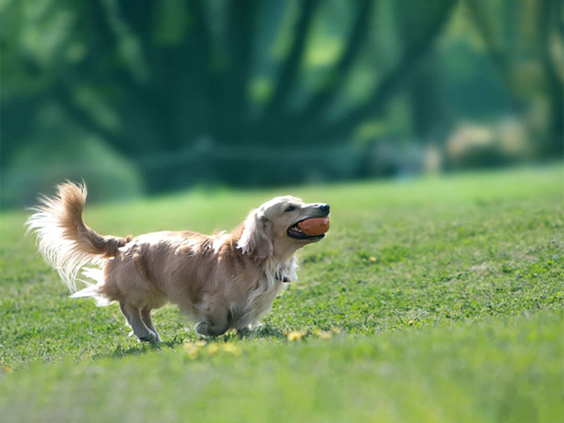 【獣医師監修】犬の椎間板ヘルニアってどんな病気？～症状と原因、治療法について知ろう～