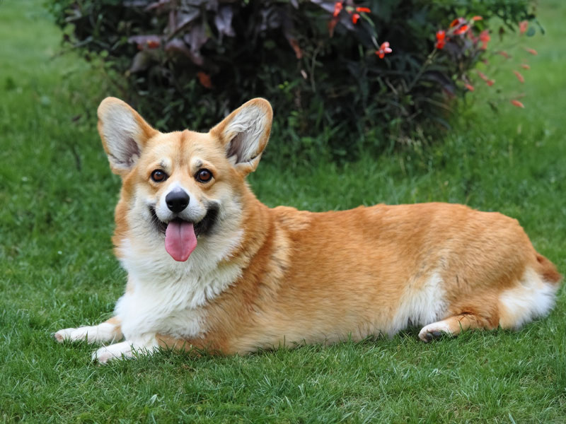 椎間板ヘルニアになりやすい犬種