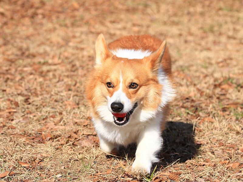 【獣医師監修】犬の慢性腎不全ってどんな病気？～症状と原因、治療法について知ろう～