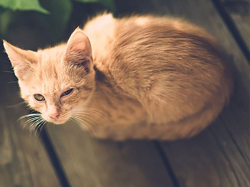 【獣医師監修】猫の代表的な目の病気3選～結膜炎、角膜炎、白内障について知ろう～