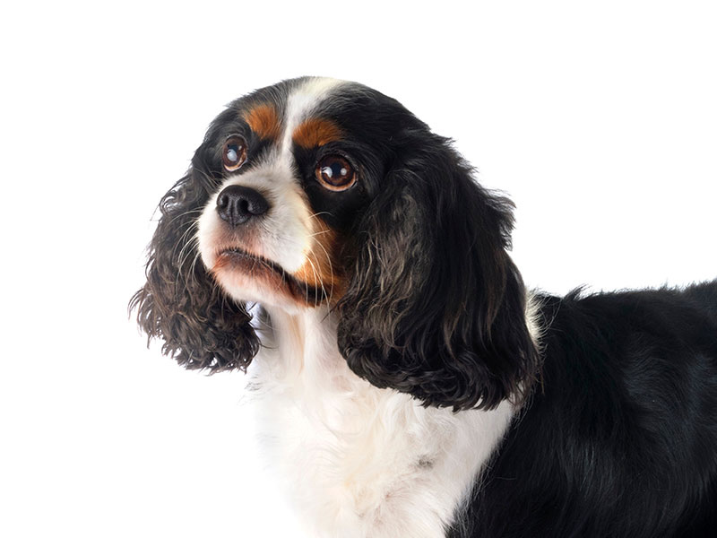 【獣医師監修】愛犬・愛猫の外耳炎ってどんな病気？～症状と原因、治療法について知ろう～