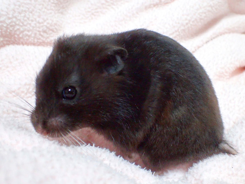 クロクマハムスター