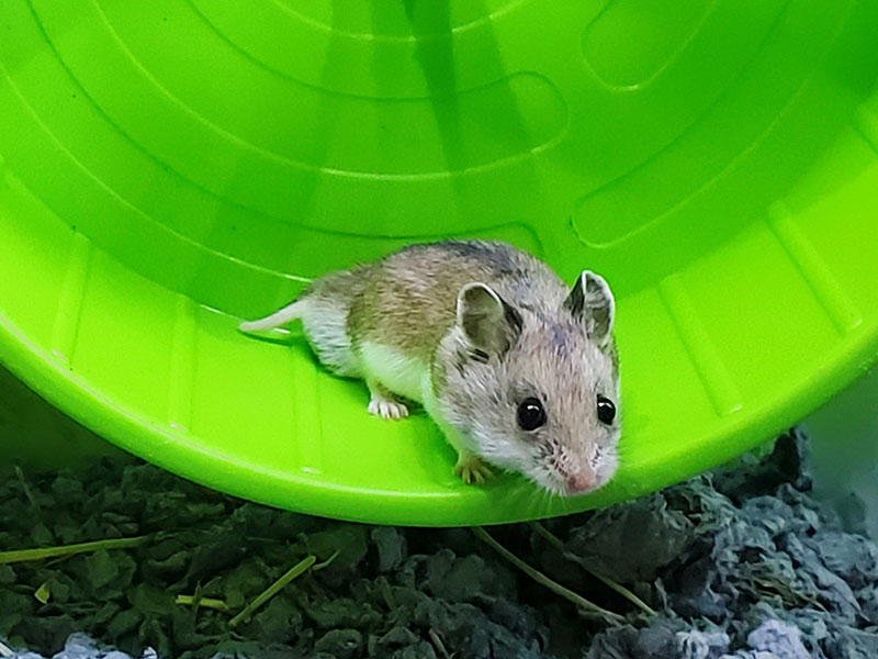 チャイニーズハムスター（モンゴルハムスター）