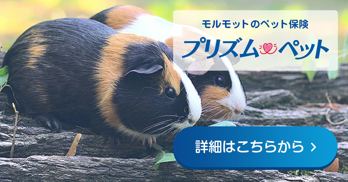 モルモットにおすすめなペット保険 プリズムペット