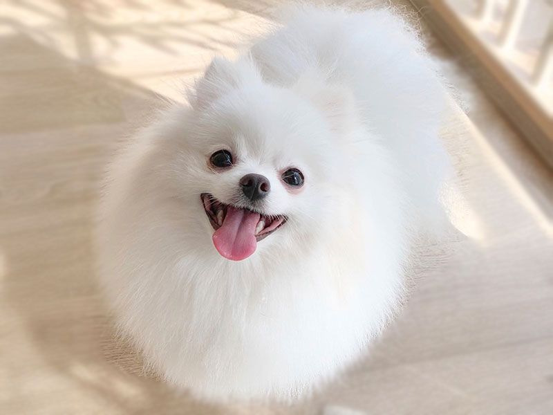 【犬種図鑑】ポメラニアンの性格や特徴、飼い方について知ろう