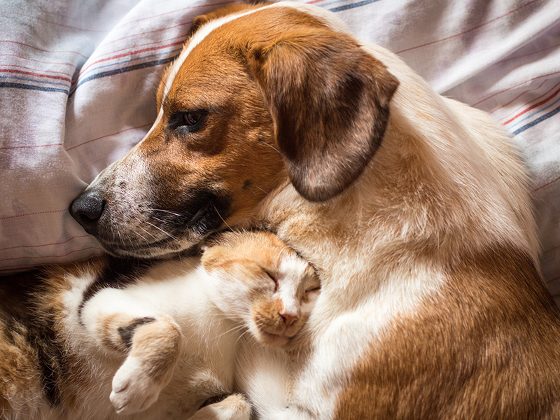 【獣医師監修】ペットの高齢化にどう備える？～犬猫シニア期の病気と対策ガイド～