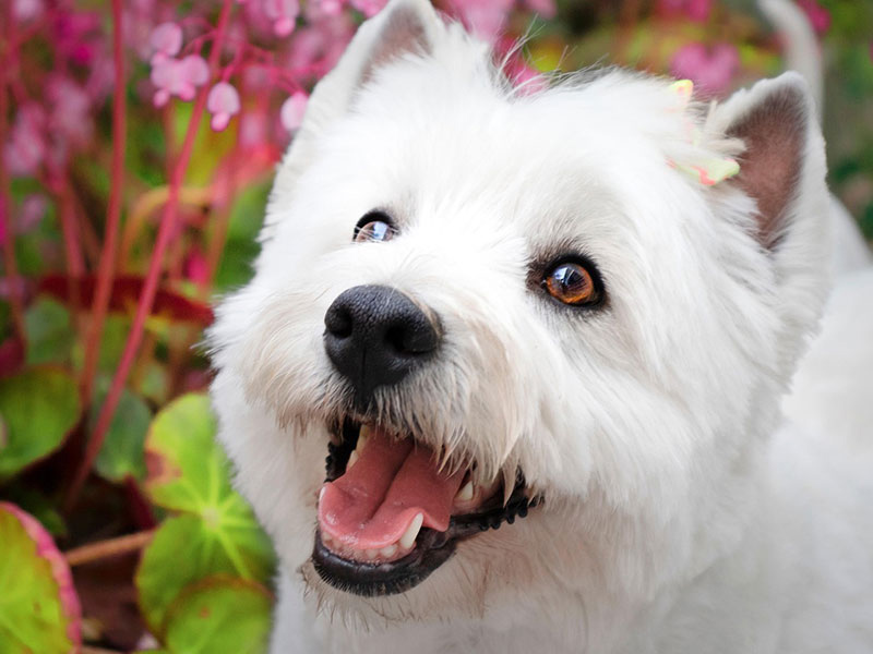 【獣医師監修】犬のアトピー性皮膚炎ってどんな病気？～原因と症状、治療法について知ろう〜