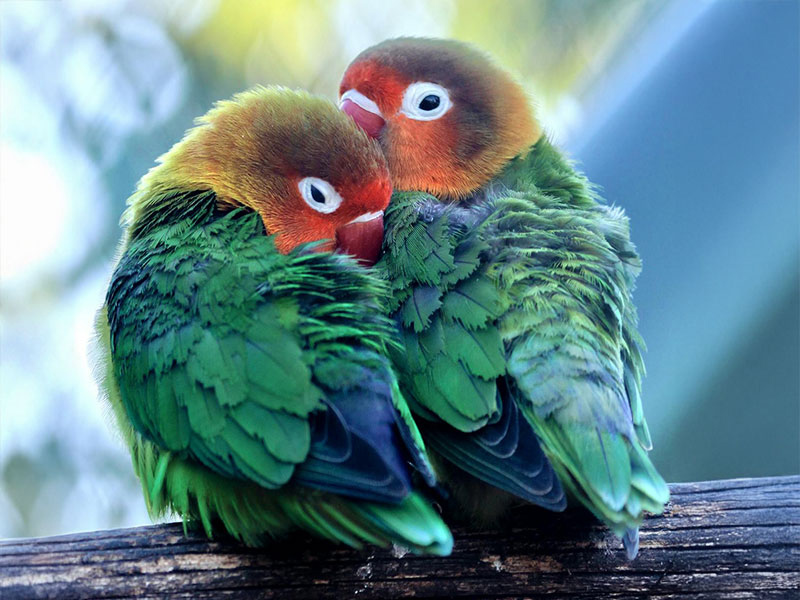 【鳥類図鑑】ボタンインコの性格や特徴、飼い方について知ろう