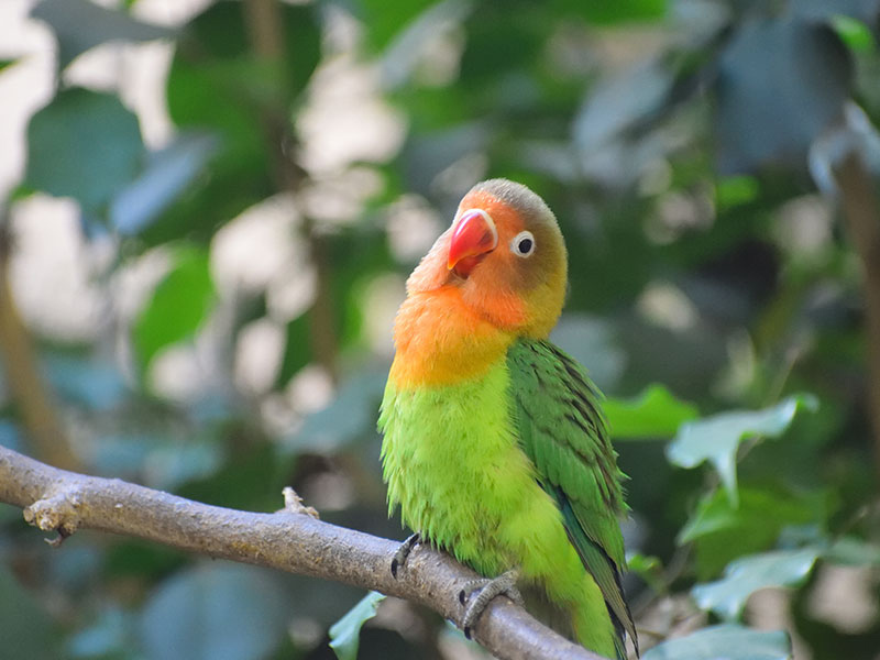 ボタンインコ（Nyasa Lovebird）