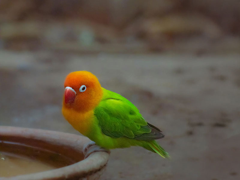 キエリクロボタンインコ（Masked lovebird）
