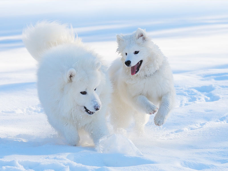 【犬種図鑑】サモエドの性格や特徴、飼い方について知ろう