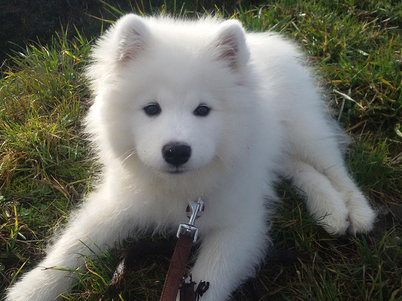 サモエドの特徴と性格