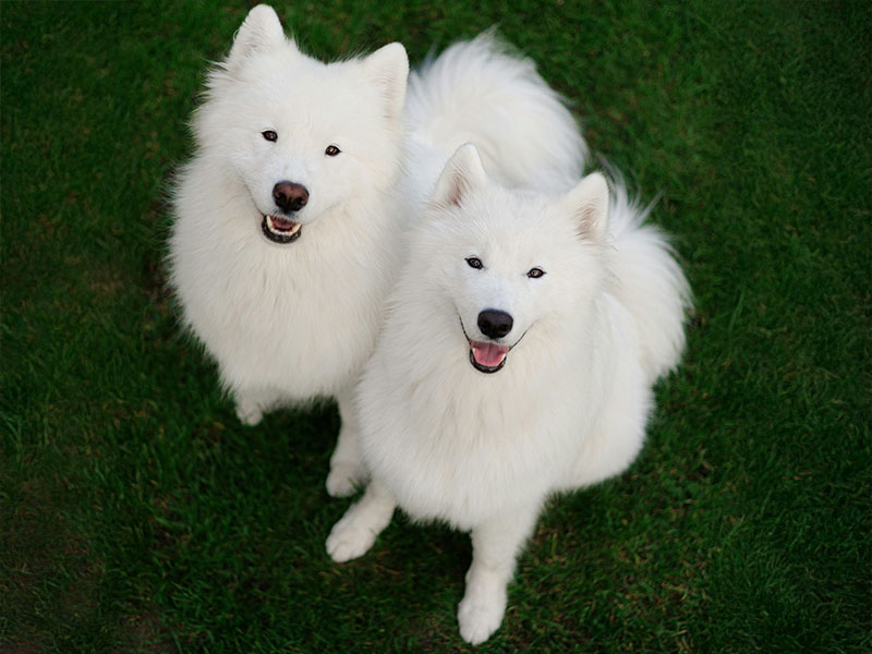 サモエドの特徴〜サモエドスマイル〜