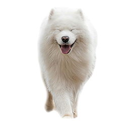 サモエド3歳 保険金給付事例