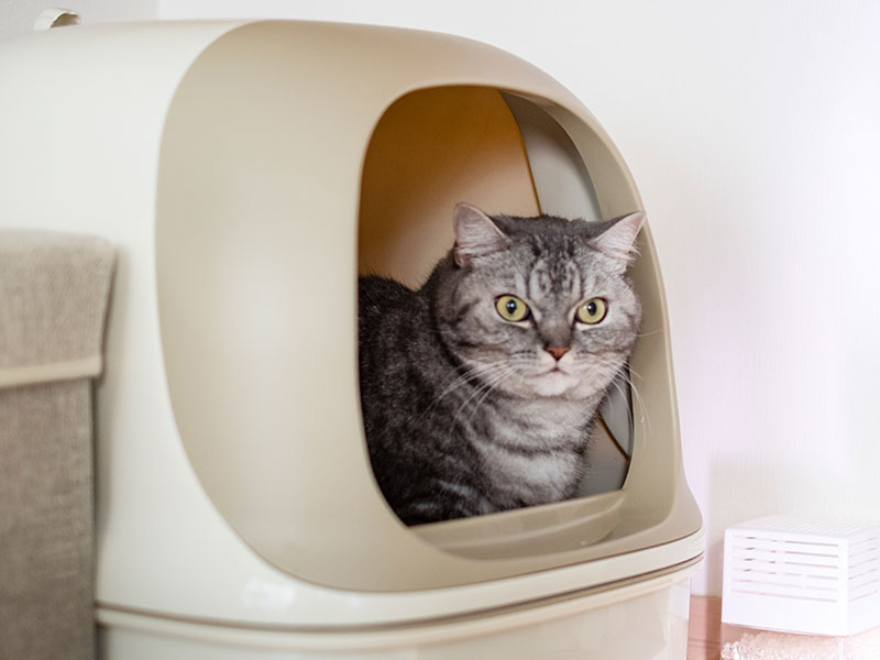 猫の膀胱炎の症状