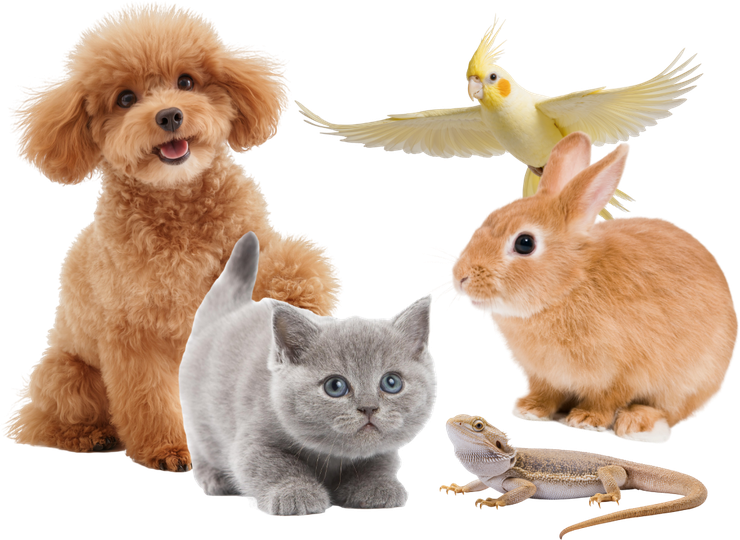 犬・猫・うさぎ・インコ・トカゲ