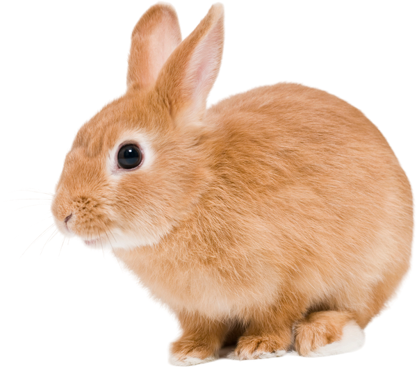小動物(うさぎ)