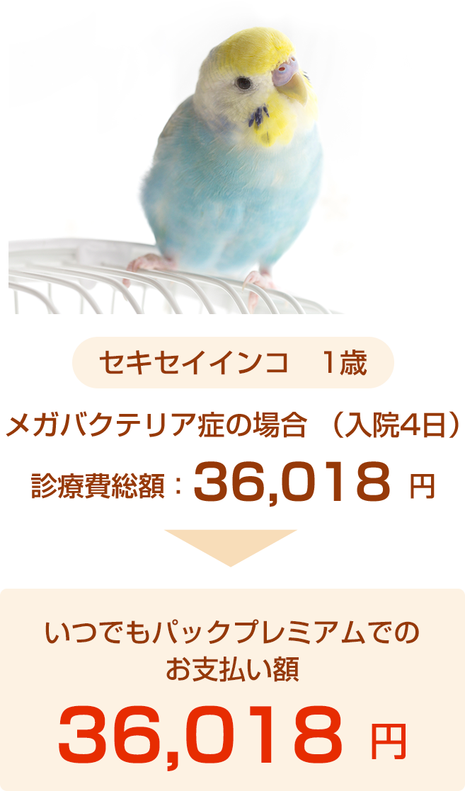 インコ事例