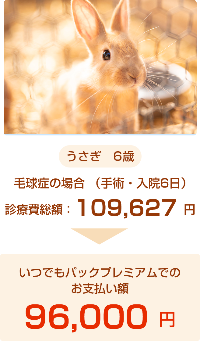 うさぎ事例
