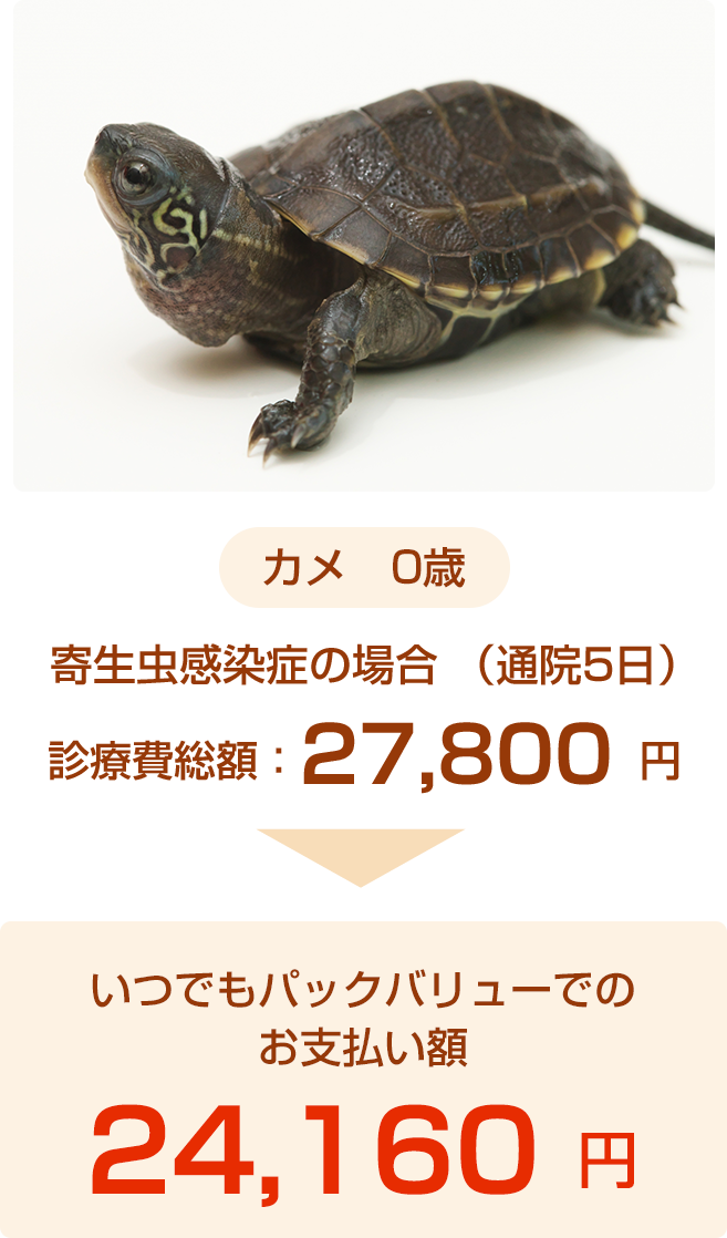カメ事例